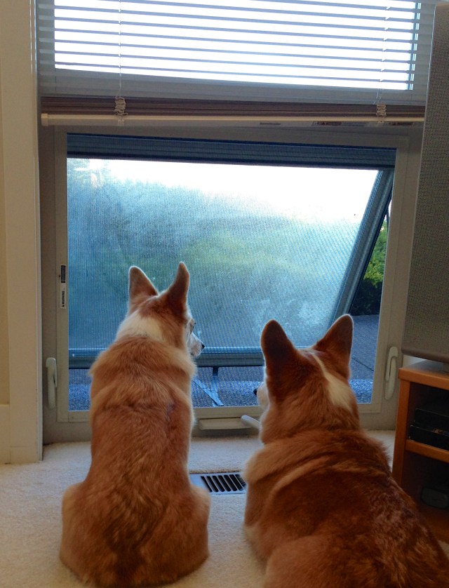 Corgi Whale Watching