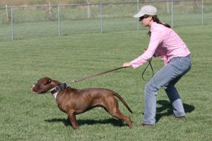 image courtesy of alop.org