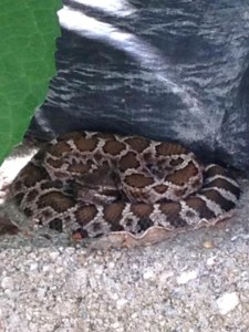 Rattlesnake in the backyard