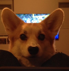 Emma the Alarm Corgi