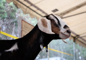 I became the goat image from chris horvath via flickr creative commons